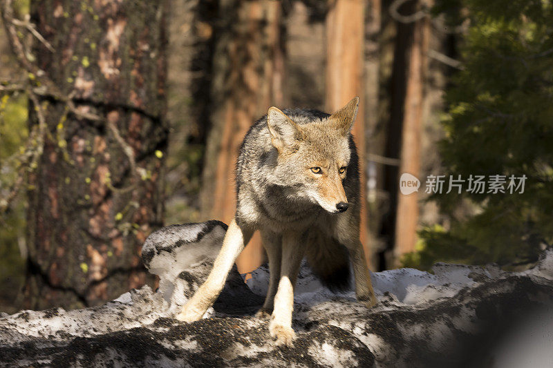 郊狼(Canis latrans)在约塞米蒂，加利福尼亚州工作